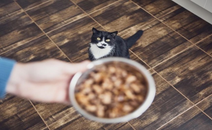 The Essentials of a Well-Balanced and Nutritious Diet for Cats